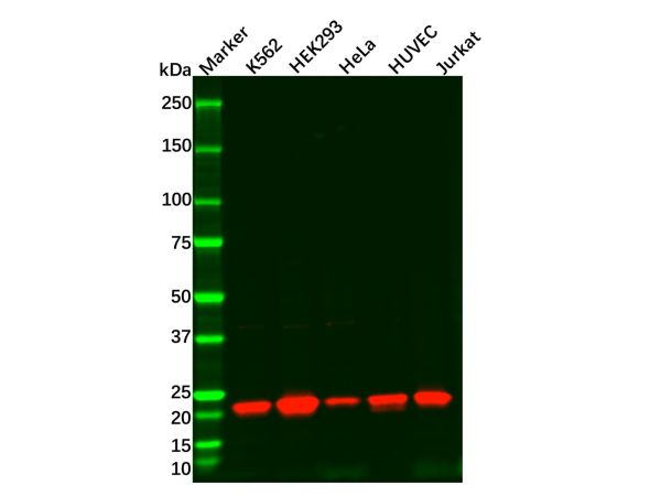 aladdin 阿拉丁 Ab124318 Recombinant Rac3 Antibody Recombinant (R01-6I8); Rabbit anti Human Rac3 Antibody; WB, IHC; Unconjugated