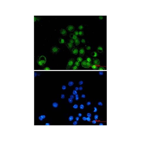 aladdin 阿拉丁 Ab125125 Recombinant RXRA Antibody Recombinant (R04-6C3); Rabbit anti Human Retinoid X Receptor alpha/RXRA Antibody; WB, ICC, IF; Unconjugated