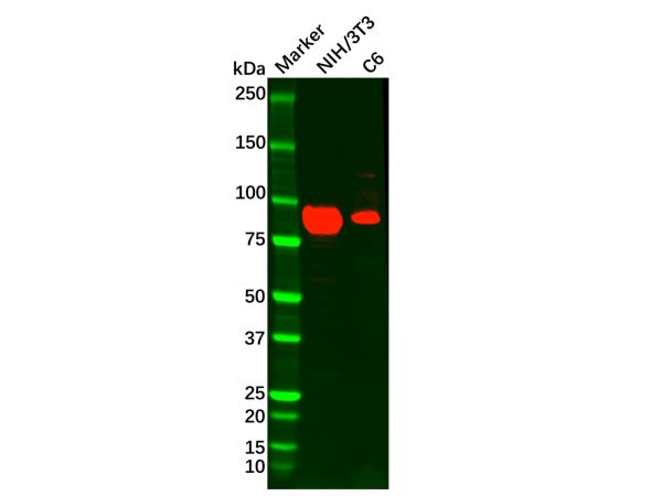 aladdin 阿拉丁 Ab126009 Recombinant RRM1 Antibody Recombinant (R08-4D3); Rabbit anti Human RRM1 Antibody; WB, IHC, ICC, IF; Unconjugated