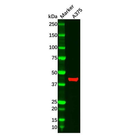 aladdin 阿拉丁 Ab126016 RRM2 Antibody pAb; Rabbit anti Human RRM2 Antibody; WB; Unconjugated