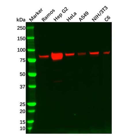 aladdin 阿拉丁 Ab126046 Recombinant RSK2 Antibody Recombinant (R05-6E3); Rabbit anti Human RSK2 Antibody; WB, IHC; Unconjugated