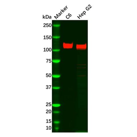 aladdin 阿拉丁 Ab126448 Recombinant SAP97 Antibody Recombinant (R06-6C8); Rabbit anti Human SAP97 Antibody; WB; Unconjugated