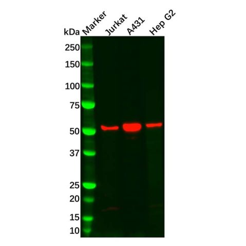 aladdin 阿拉丁 Ab127341 SGK1 Antibody pAb; Rabbit anti Human SGK1 Antibody; WB, ICC, IF; Unconjugated