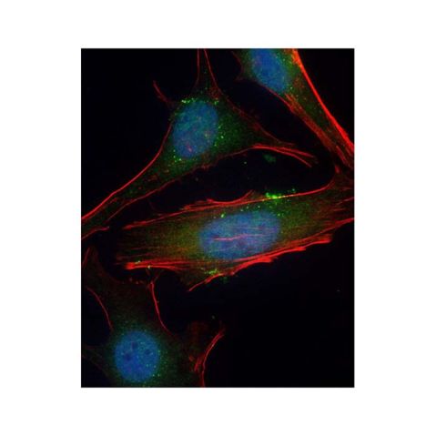 aladdin 阿拉丁 Ab127341 SGK1 Antibody pAb; Rabbit anti Human SGK1 Antibody; WB, ICC, IF; Unconjugated