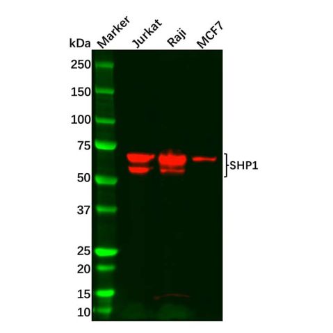 aladdin 阿拉丁 Ab127501 Recombinant SHP1 Antibody Recombinant (R06-4C8); Rabbit anti Human SHP1 Antibody; WB, IHC; Unconjugated