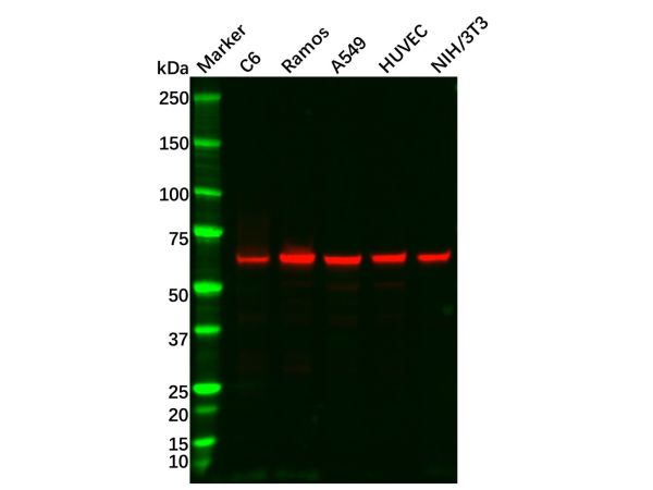 aladdin 阿拉丁 Ab128223 Recombinant Smad4 Antibody Recombinant (R05-1I7); Rabbit anti Human Smad4 Antibody; WB, ICC, IF; Unconjugated