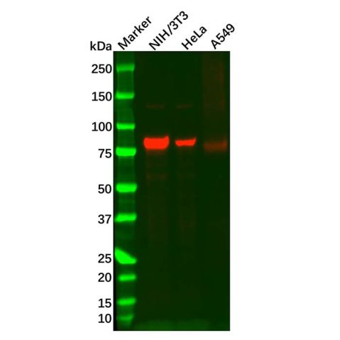 aladdin 阿拉丁 Ab128409 Recombinant SMURF2 Antibody Recombinant (R06-5K4); Rabbit anti Human SMURF2 Antibody; WB; Unconjugated