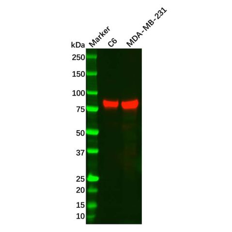 aladdin 阿拉丁 Ab128409 Recombinant SMURF2 Antibody Recombinant (R06-5K4); Rabbit anti Human SMURF2 Antibody; WB; Unconjugated