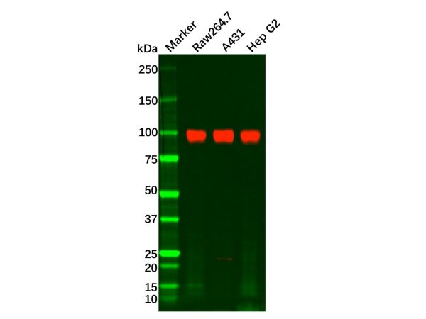 aladdin 阿拉丁 Ab128631 Recombinant ATP1A1 Antibody Recombinant (RR685); Rabbit anti Human ATP1A1 Antibody; WB, IHC, Flow, IP; Unconjugated