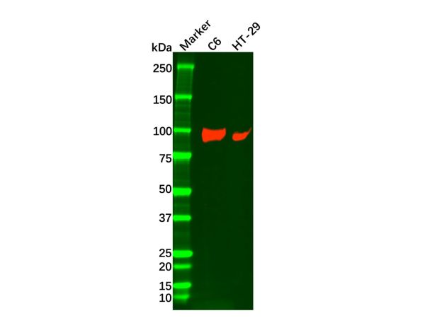 aladdin 阿拉丁 Ab128631 Recombinant ATP1A1 Antibody Recombinant (RR685); Rabbit anti Human ATP1A1 Antibody; WB, IHC, Flow, IP; Unconjugated