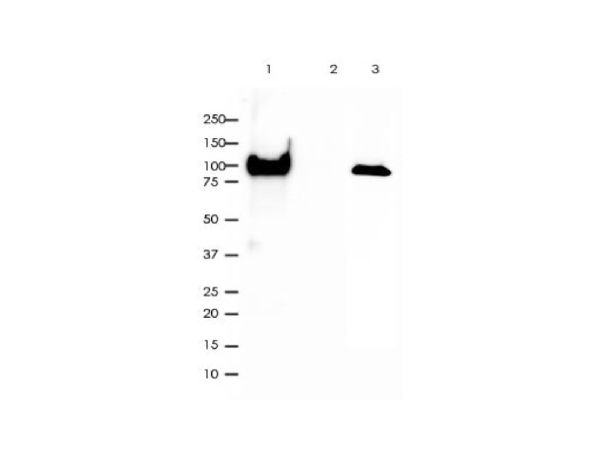 aladdin 阿拉丁 Ab128631 Recombinant ATP1A1 Antibody Recombinant (RR685); Rabbit anti Human ATP1A1 Antibody; WB, IHC, Flow, IP; Unconjugated