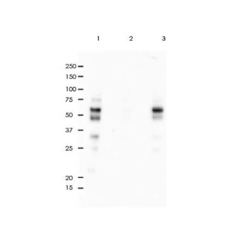 aladdin 阿拉丁 Ab128734 Recombinant SOX10 Antibody Recombinant (RR643); Rabbit anti Human SOX10 Antibody; WB, IHC, Flow, IF/ICC, IP; Unconjugated