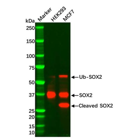 aladdin 阿拉丁 Ab128778 Recombinant SOX2 Antibody Recombinant (R74-1A-2); Rabbit anti Human SOX2 Antibody; WB, IHC, ICC, IF; Unconjugated