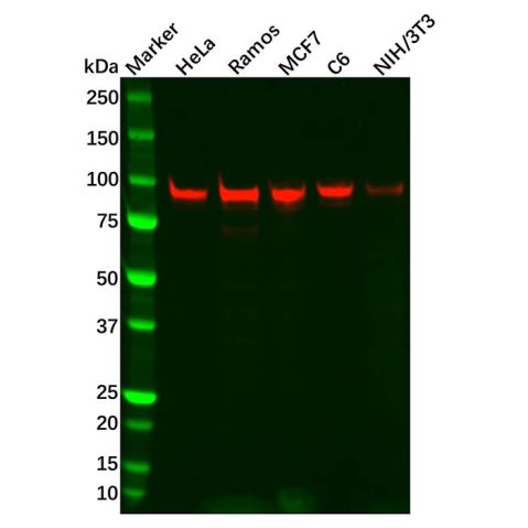 aladdin 阿拉丁 Ab128849 Recombinant SP1 Antibody Recombinant (R01-9G6); Rabbit anti Human SP1 Antibody; WB, IHC, ICC, IF; Unconjugated