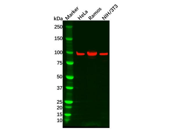 aladdin 阿拉丁 Ab129486 Recombinant STAT6 Antibody Recombinant (R07-1H8); Rabbit anti Human STAT6 Antibody; WB; Unconjugated