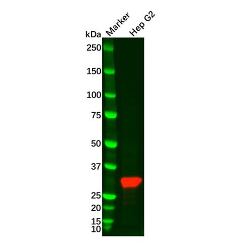 aladdin 阿拉丁 Ab129735 Recombinant SULT2A1 Antibody Recombinant (R04-9L1); Rabbit anti Human SULT2A1 Antibody; WB; Unconjugated