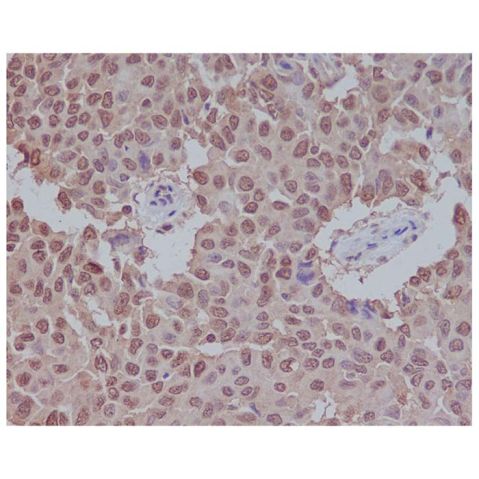aladdin 阿拉丁 Ab129741 Sumo 1 Antibody pAb; Rabbit anti Human Sumo 1 Antibody; WB, IHC; Unconjugated