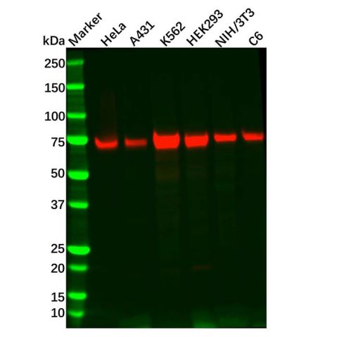 aladdin 阿拉丁 Ab130190 Recombinant TAK1 Antibody Recombinant (R09-4B6); Rabbit anti Human TAK1 Antibody; WB; Unconjugated