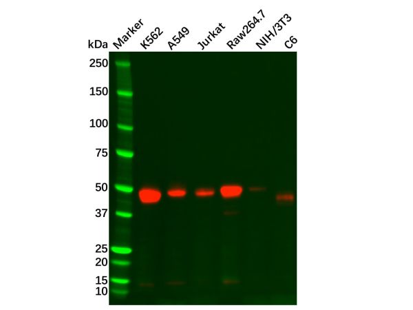 aladdin 阿拉丁 Ab130853 Recombinant TGF beta 1 Antibody Recombinant (R08-8B7); Rabbit anti Human TGF beta 1 Antibody; WB; Unconjugated