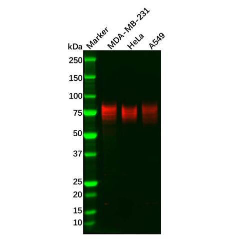 aladdin 阿拉丁 Ab130884 Recombinant TGF beta Receptor II Antibody Recombinant (R08-2E3); Rabbit anti Human TGF beta Receptor II Antibody; WB; Unconjugated