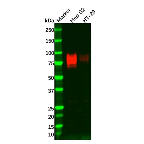 aladdin 阿拉丁 Ab130884 Recombinant TGF beta Receptor II Antibody Recombinant (R08-2E3); Rabbit anti Human TGF beta Receptor II Antibody; WB; Unconjugated