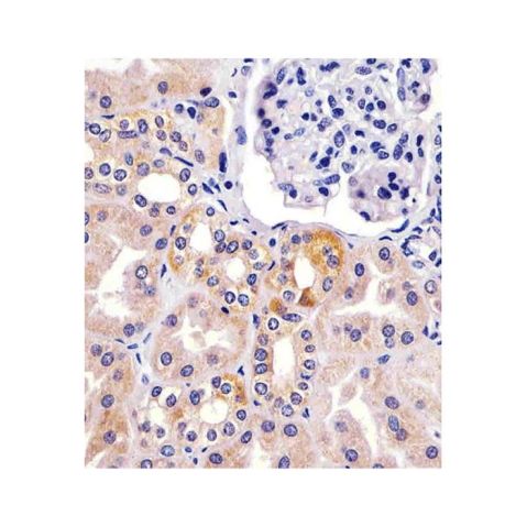 aladdin 阿拉丁 Ab131343 TIMP2 Mouse mAb mAb (1554CT494.262.47); Mouse anti Human TIMP2 Antibody; WB, IHC, ICC, IF, Flow; Unconjugated