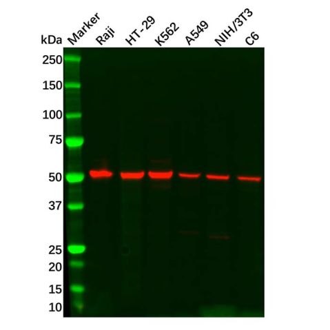 aladdin 阿拉丁 Ab131386 TIP49A Antibody pAb; Rabbit anti Human TIP49A Antibody; WB, IHC; Unconjugated