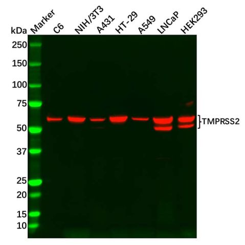 aladdin 阿拉丁 Ab131749 TMPRSS2 Antibody pAb; Rabbit anti Human TMPRSS2 Antibody; WB; Unconjugated