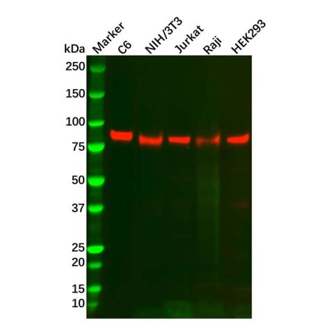 aladdin 阿拉丁 Ab132016 Recombinant TORC2 Antibody Recombinant (R08-5F2); Rabbit anti Human TORC2 Antibody; WB, IHC Unconjugated