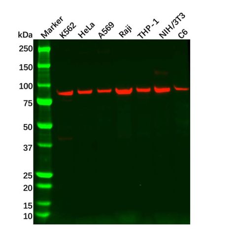 aladdin 阿拉丁 Ab132084 Recombinant TPOR/MPL Antibody Recombinant (R03-1C9); Rabbit anti Human TPOR/MPL Antibody; WB; Unconjugated