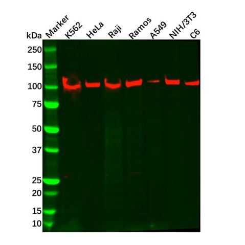 aladdin 阿拉丁 Ab132451 Recombinant TRIF Antibody Recombinant (R02-2A9); Rabbit anti Human TRIF Antibody; WB; Unconjugated