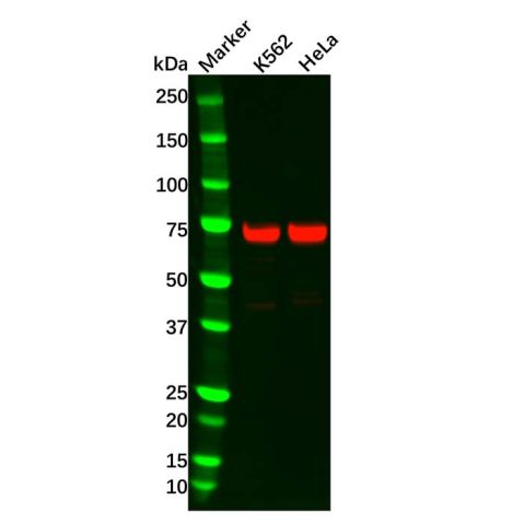 aladdin 阿拉丁 Ab132484 Recombinant TRIM25 Antibody Recombinant (R06-1H2); Rabbit anti Human TRIM25 Antibody; WB, ICC, IF; Unconjugated