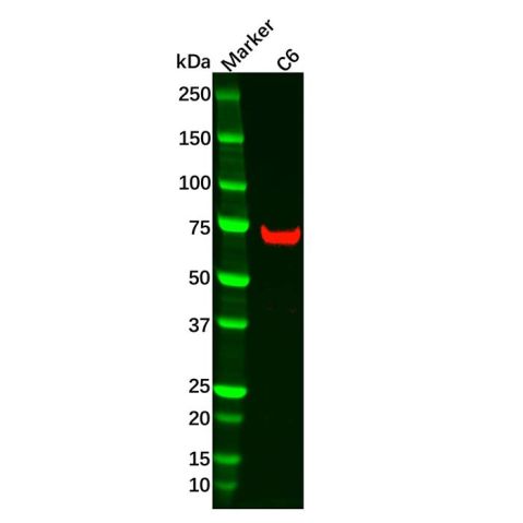 aladdin 阿拉丁 Ab132484 Recombinant TRIM25 Antibody Recombinant (R06-1H2); Rabbit anti Human TRIM25 Antibody; WB, ICC, IF; Unconjugated