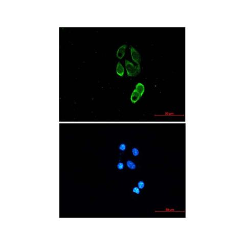 aladdin 阿拉丁 Ab132484 Recombinant TRIM25 Antibody Recombinant (R06-1H2); Rabbit anti Human TRIM25 Antibody; WB, ICC, IF; Unconjugated