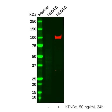 aladdin 阿拉丁 Ab133968 VCAM1 Antibody pAb; Rabbit anti Human VCAM1 Antibody; WB, IHC, ICC, IF; Unconjugated