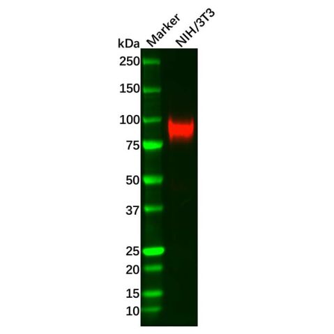 aladdin 阿拉丁 Ab133968 VCAM1 Antibody pAb; Rabbit anti Human VCAM1 Antibody; WB, IHC, ICC, IF; Unconjugated