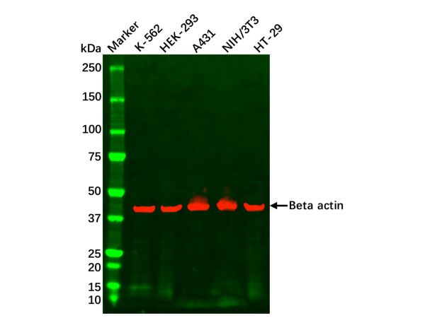 aladdin 阿拉丁 cl155895 HEK-293 Whole Cell Lysate 200μg, Mycoplasma free