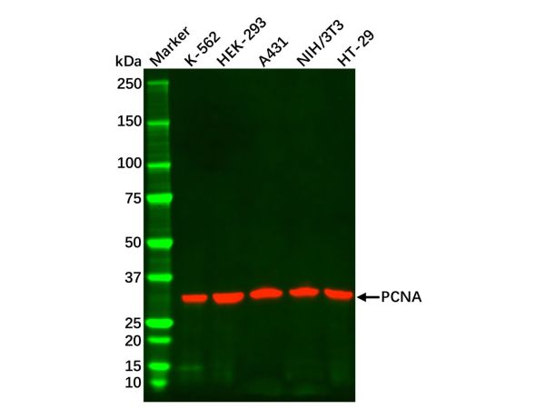 aladdin 阿拉丁 cl155895 HEK-293 Whole Cell Lysate 200μg, Mycoplasma free