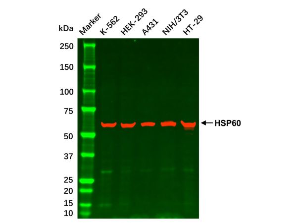 aladdin 阿拉丁 cl155895 HEK-293 Whole Cell Lysate 200μg, Mycoplasma free