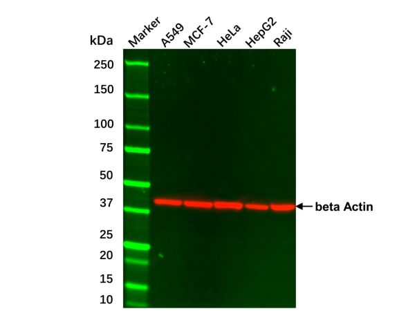 aladdin 阿拉丁 cl155896 Hep G2 Whole Cell Lysate 200μg, Mycoplasma free