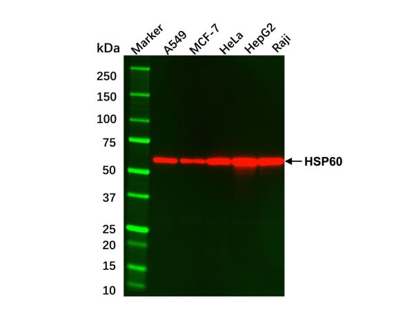 aladdin 阿拉丁 cl155896 Hep G2 Whole Cell Lysate 200μg, Mycoplasma free