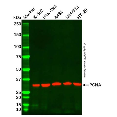 aladdin 阿拉丁 cl155900 NIH/3T3 Whole Cell Lysate 200μg, Mycoplasma free