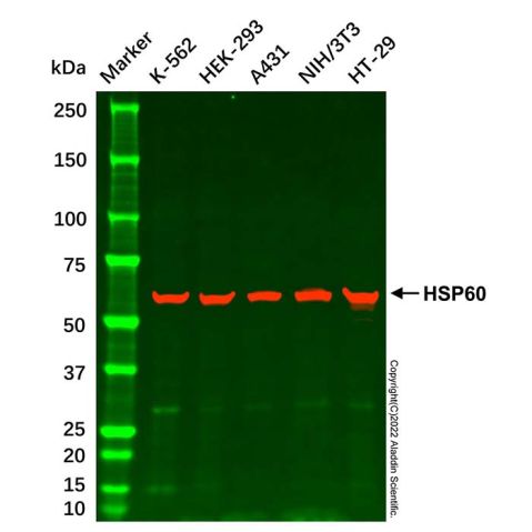 aladdin 阿拉丁 cl155900 NIH/3T3 Whole Cell Lysate 200μg, Mycoplasma free