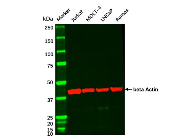 aladdin 阿拉丁 cl155905 MOLT-4 Whole Cell Lysate 200μg, Mycoplasma free