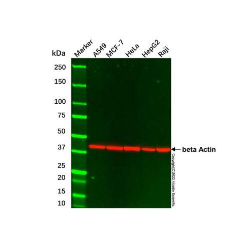 aladdin 阿拉丁 cl155906 A549 Whole Cell Lysate 200μg, Mycoplasma free