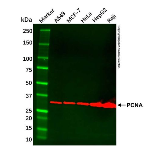 aladdin 阿拉丁 cl155906 A549 Whole Cell Lysate 200μg, Mycoplasma free