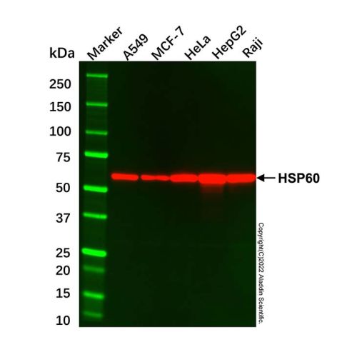 aladdin 阿拉丁 cl155906 A549 Whole Cell Lysate 200μg, Mycoplasma free