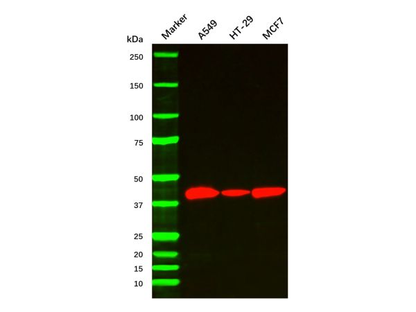 aladdin 阿拉丁 np156148 HRP 标记的链霉亲和素 Streptavidin was conjugated with enzyme under optimum conditions, and unconjugated Streptavidin and free enzyme were removed.