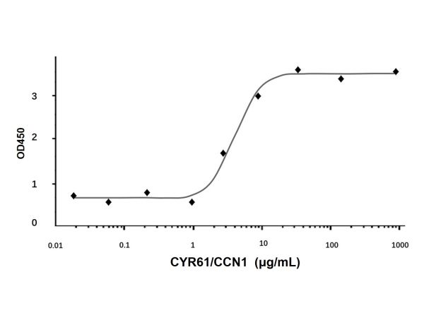 aladdin 阿拉丁 rp144926 Recombinant Human CYR61/CCN1 Protein Animal Free, >95%(SDS-PAGE, HPLC), Active, E.coli, No tag, 25-381 aa