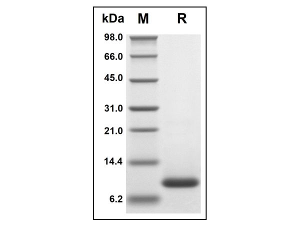 aladdin 阿拉丁 rp145576 Recombinant Human Eotaxin 2 Protein Animal Free, >97%(SDS-PAGE and HPLC), Active, E.coli, No tag, 27-104 aa